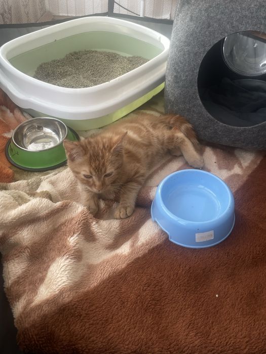 Iki oylik mushuk hama narsasi ichida parodasi visla uxiy rangi sariq.