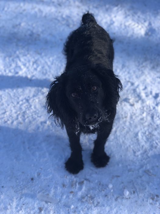 Кобель русского спаниеля для вязки