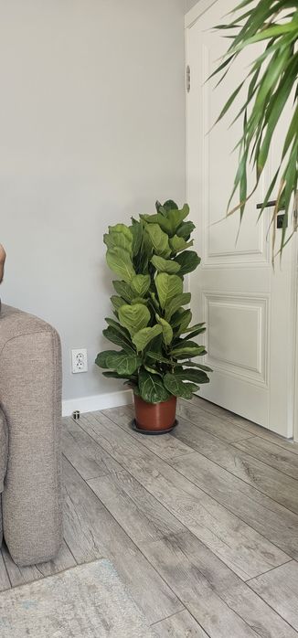 Фикус Лирата комнатные цветы в офис