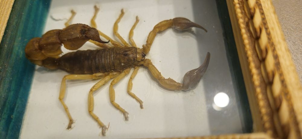 Vand/schimb  halbe germane vechi. Si 2 scorpioni.Vezi cele 8 poze