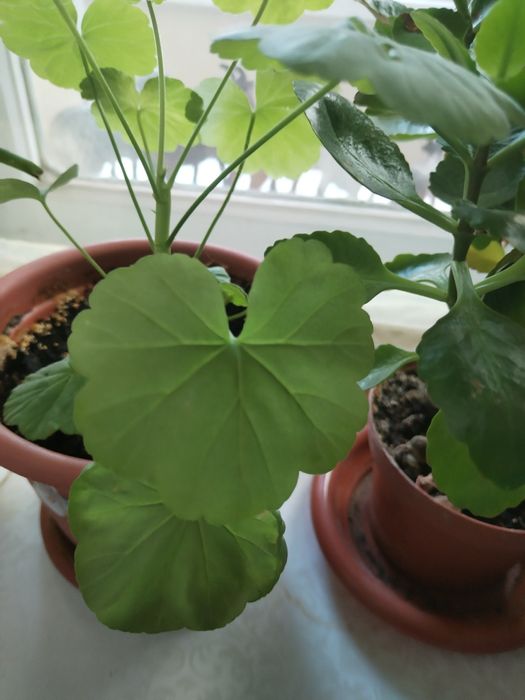 Цветы комнатные.