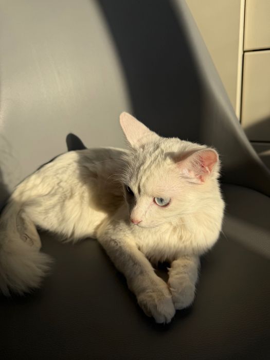 котенок в ответственные руки