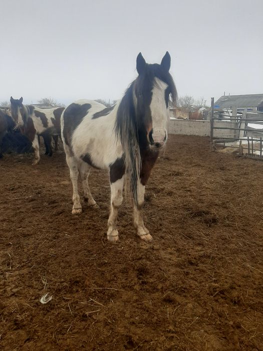 Продаётся жеребец!