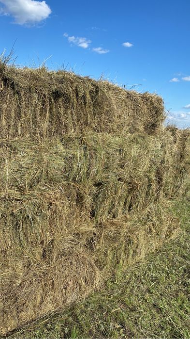 Продажа сено Тюки самовывоз