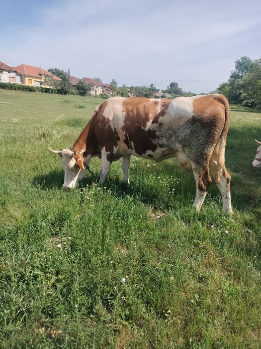 Vând vacă de 6 ani, gestantă in 3 luni