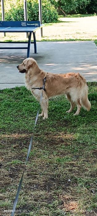 Бебета Голдън ретривър