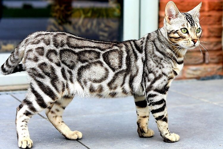 Серебристые Бенгалы! Редкость - КРАСОТА