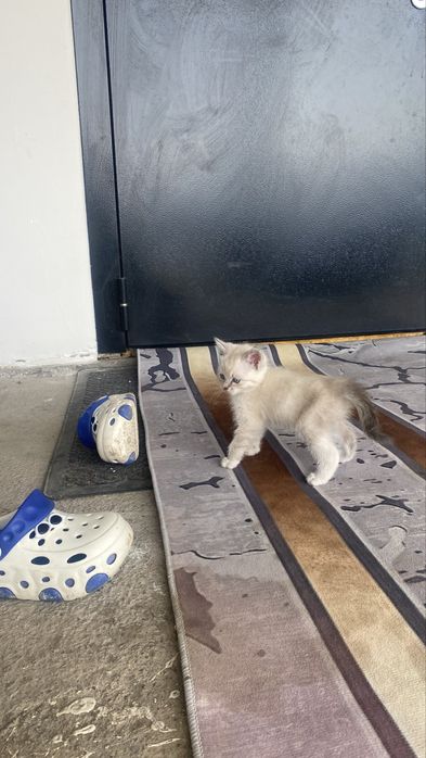 Бесплатно ст шымалган