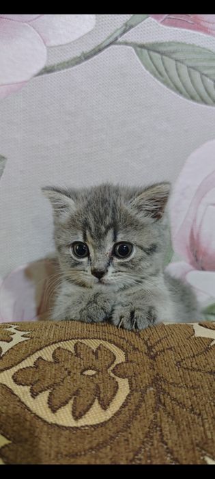 Продаётся котенок