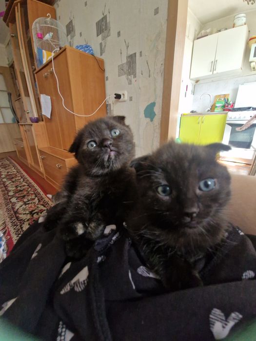 Продаю вислоухих котят. Девочки