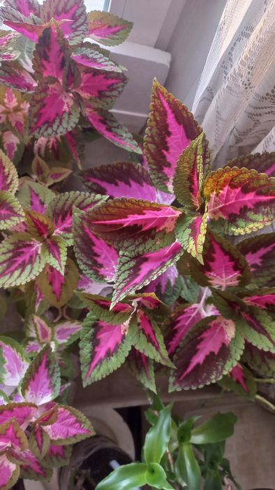 Кактус . золотой Ус.  Колеус.