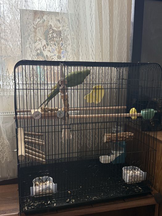 продаеться ожереловый попугай