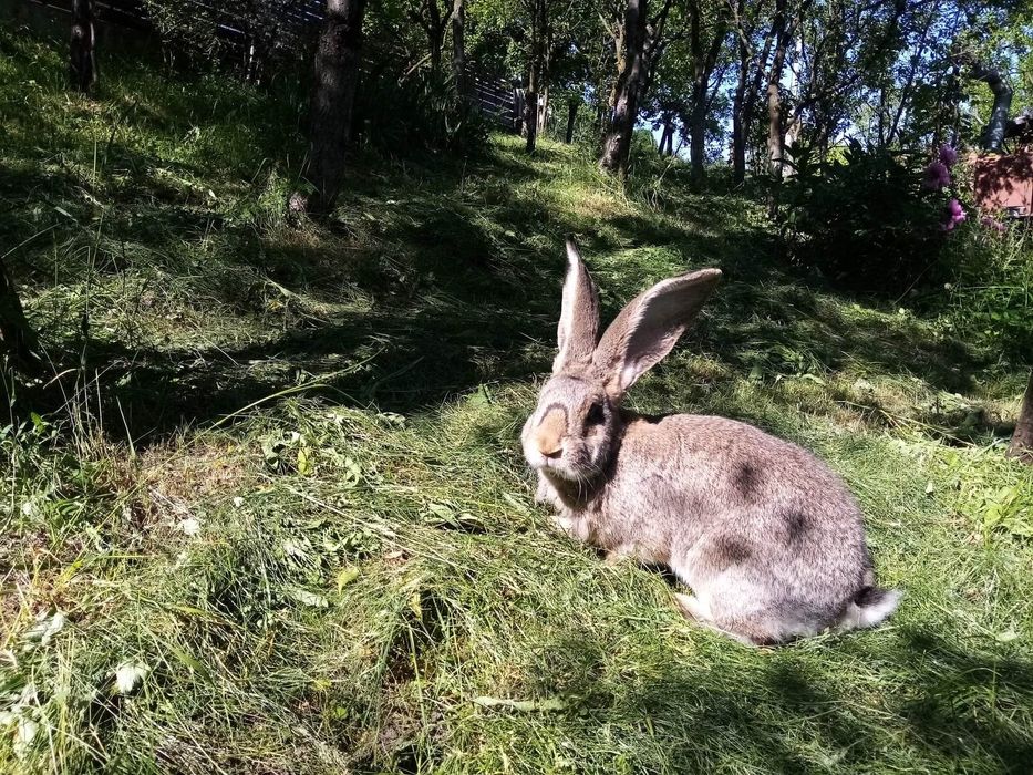 Iepuri uriaș german