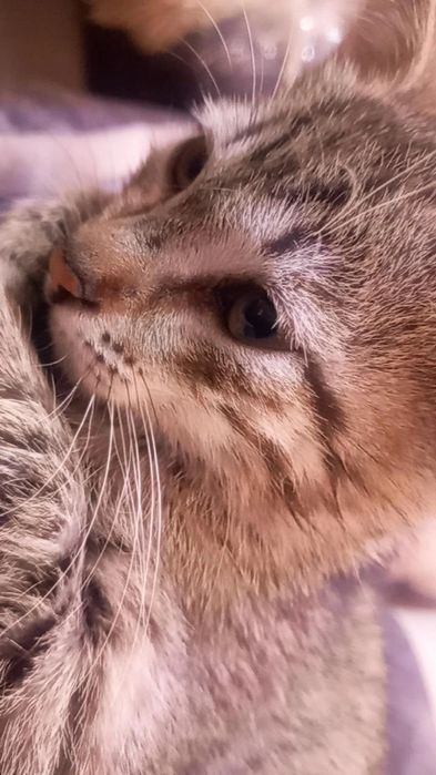 2 Oylik Shirintoy Mushukcha Sotiladi