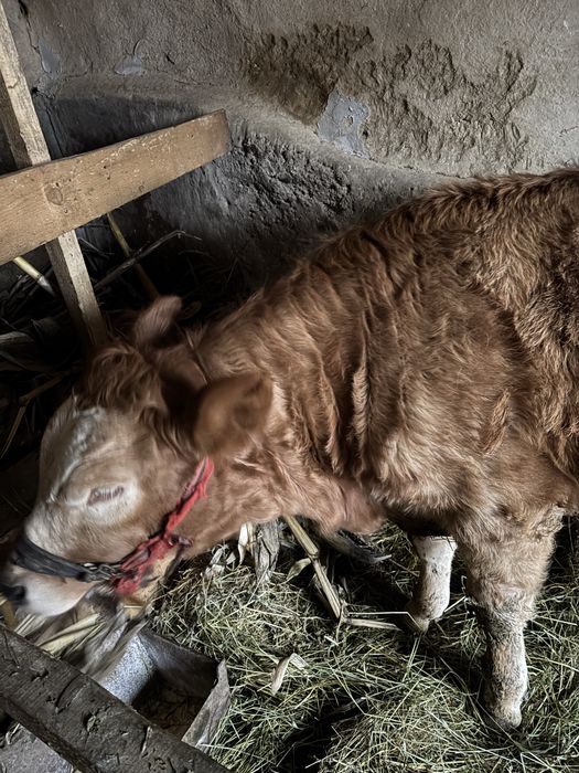 De vanzare vitica baltata