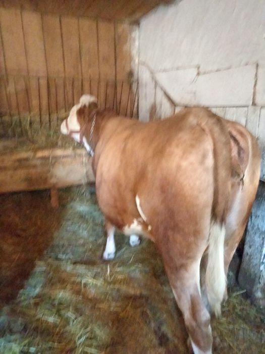 Vând vaca Baltata Românească a