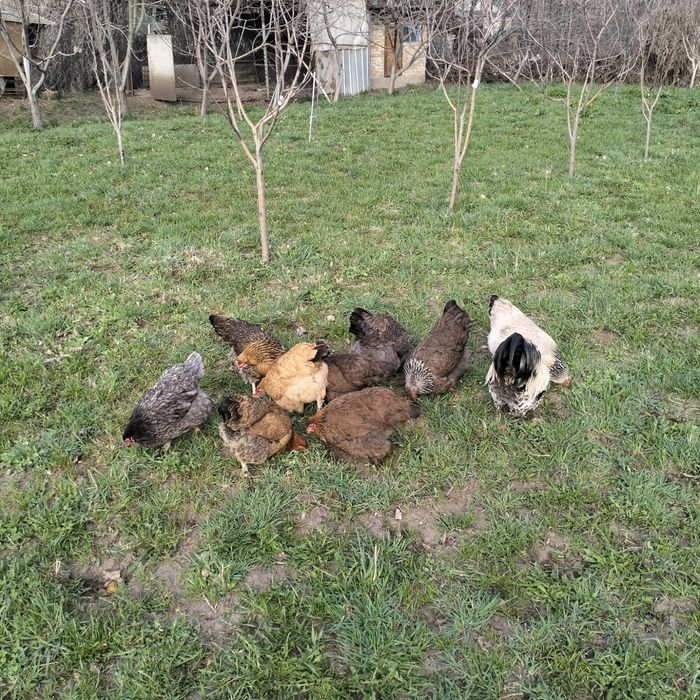 Продам курей домашних