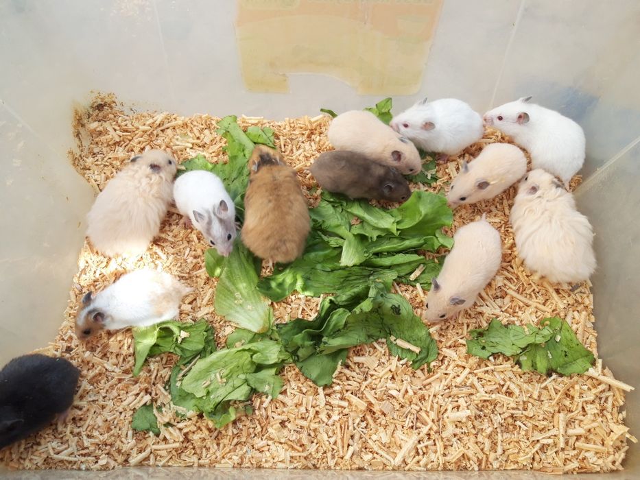 Сирийские хомячки