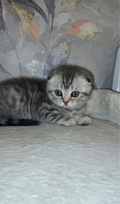 Шотландчэская   Скоттиш фолд