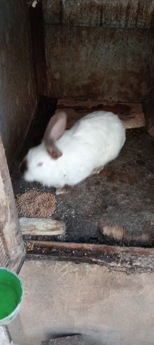 Vând iepuri de toate vârstele