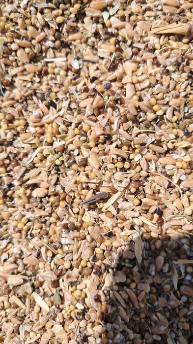 Продам зерноотходы корма(ячмень)