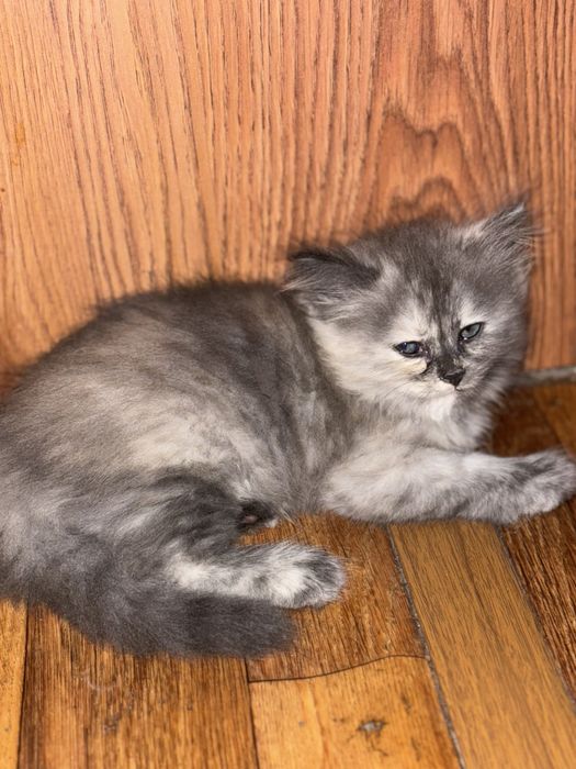 Котята продам звоните пишите