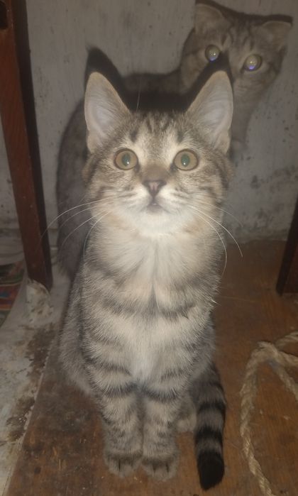 Котёнок ответственным людям!
