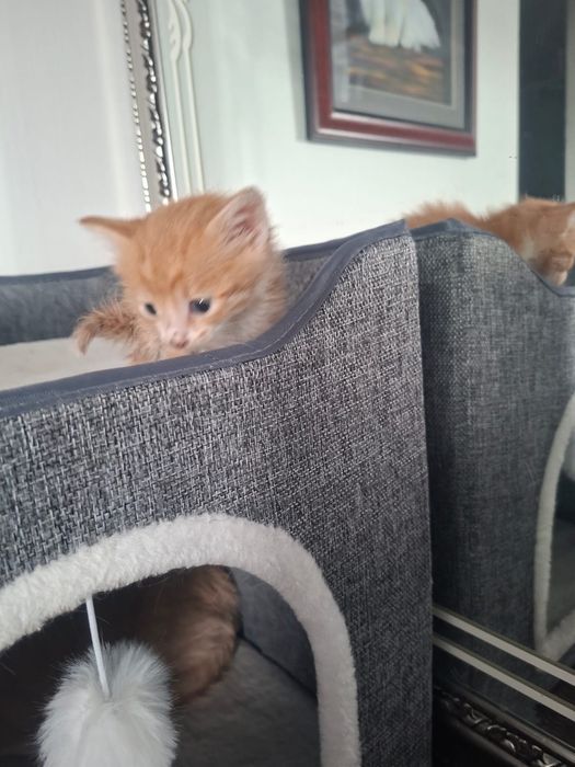 Отдам котенка в добрые руки