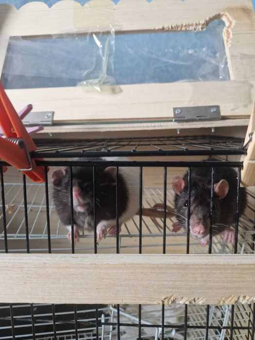 Отдам крыс бесплатно вместе с клеткой