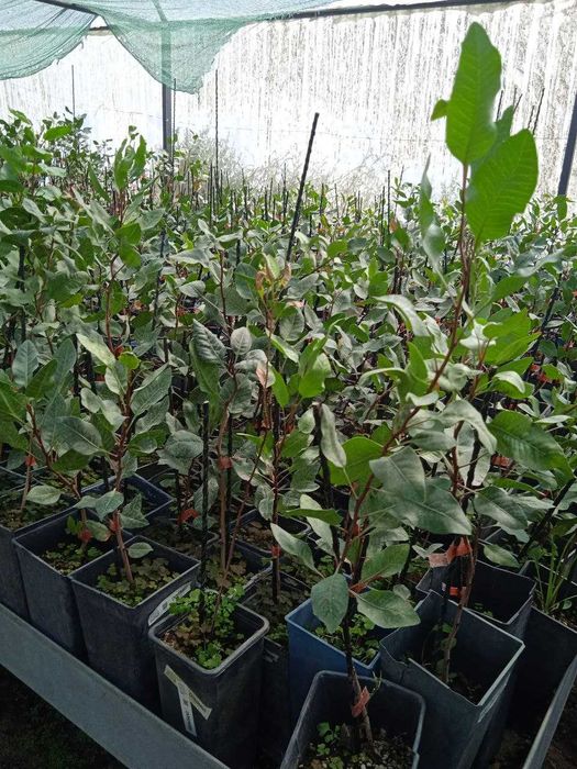 Писта кучатлари сотилади. Фисташковое дерево (саженцы)