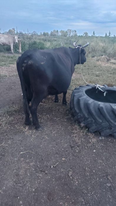 Продам корову дойную