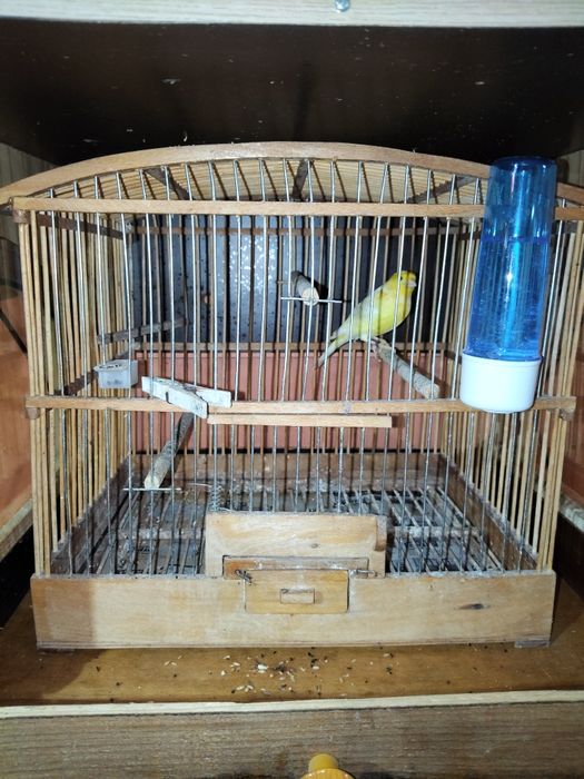 Продавам женски канар Малиноа.