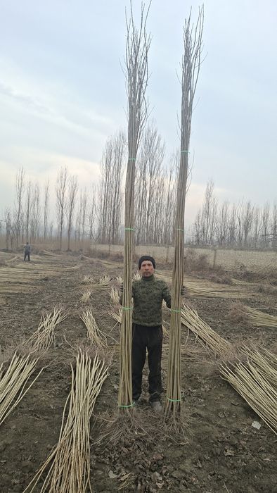 Ишончли терак кучатлари