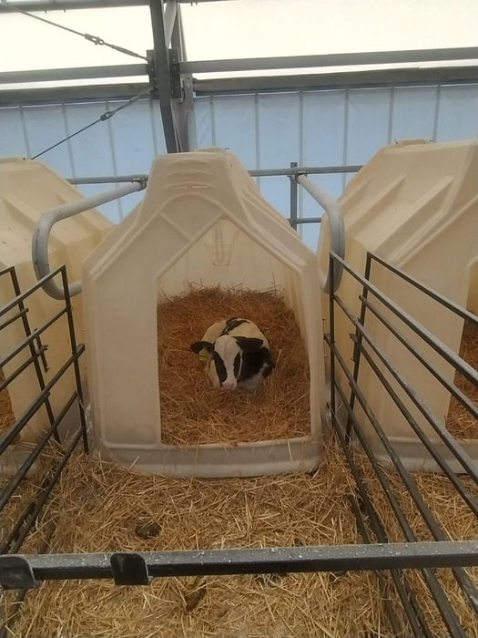 Продаются чистопородные бычки