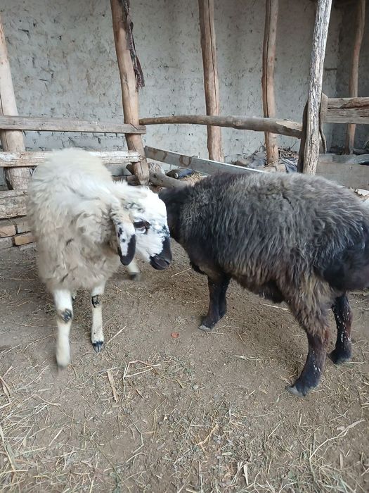 Бир нар Бир мода семиз баррала сотилади