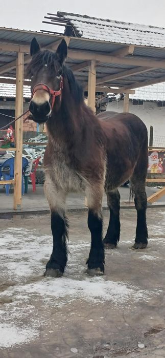 Vând mânză de 2 ani