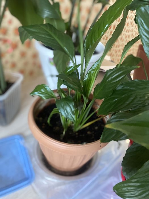 Продам цветы