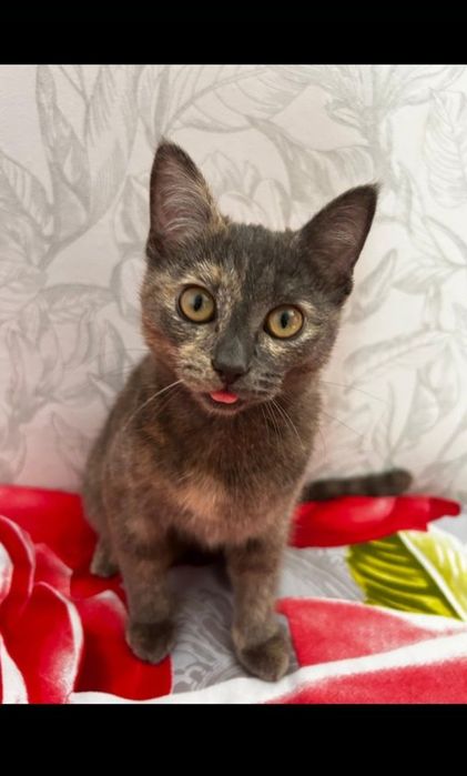 Срочно отдам кошку