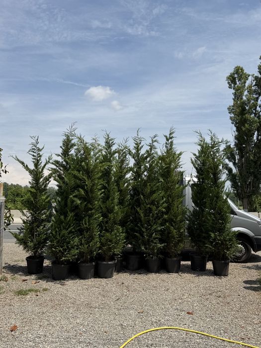 Chiparos leylandii verde pentru gard viu
