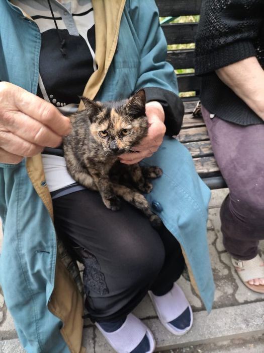 Котята в хорошие руки