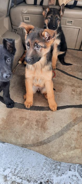 Немецкая овчарка