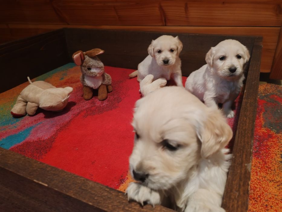 Голдън  ретривър