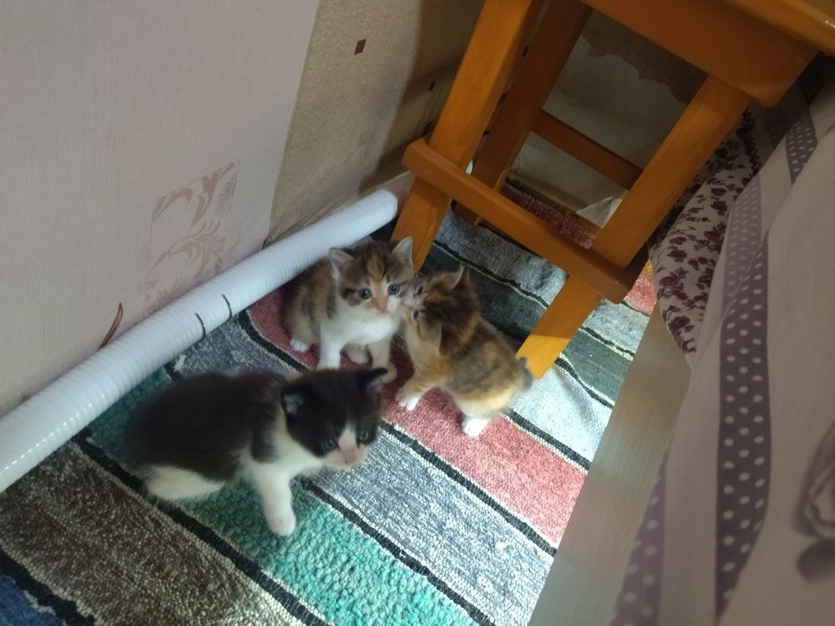 Отдам котят в добрые руки