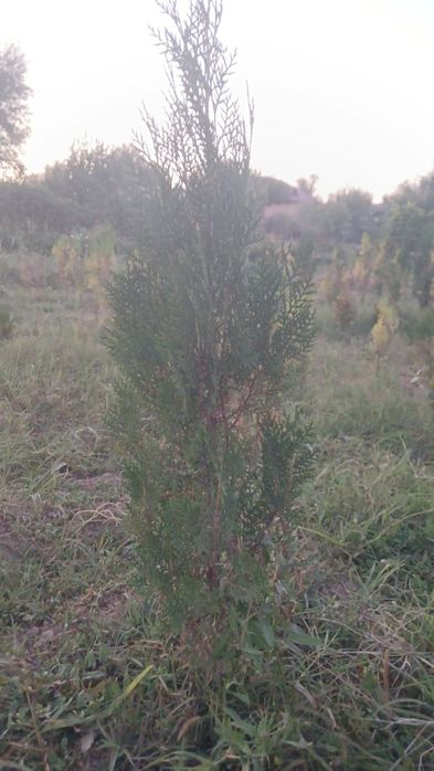 Туя шырша сатылады