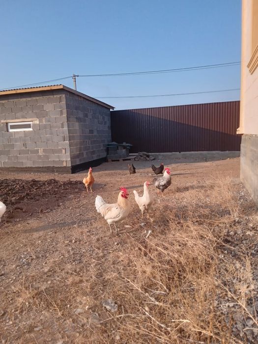 Продаются молодые петухи