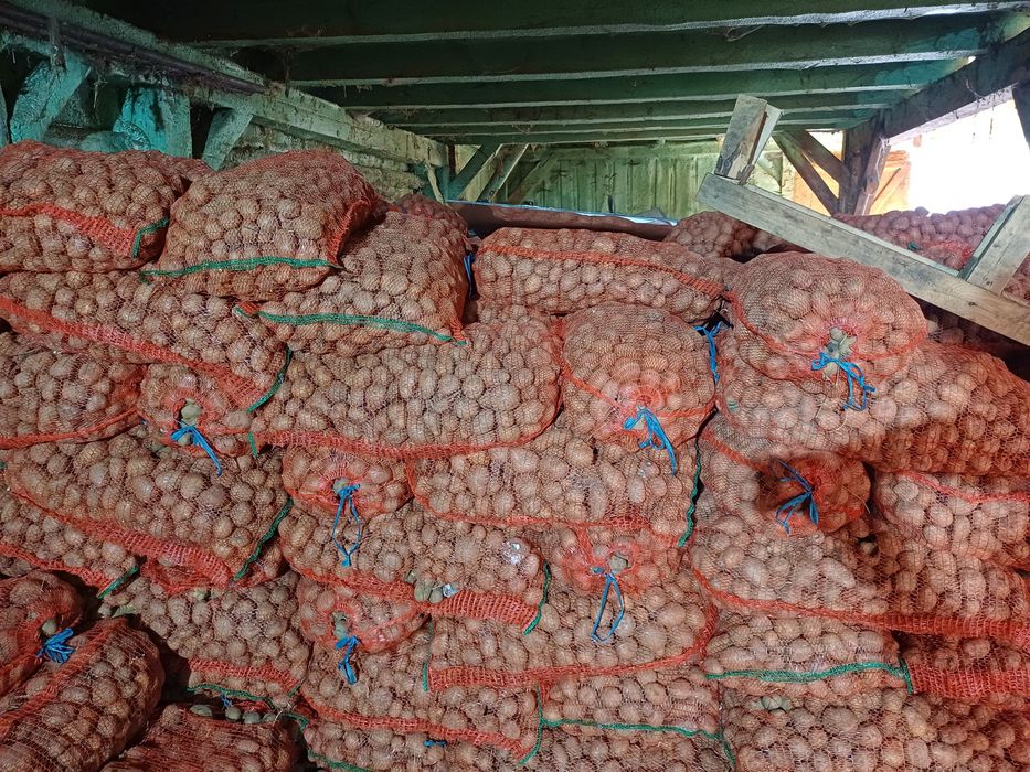 Cartofi samanta Soraya