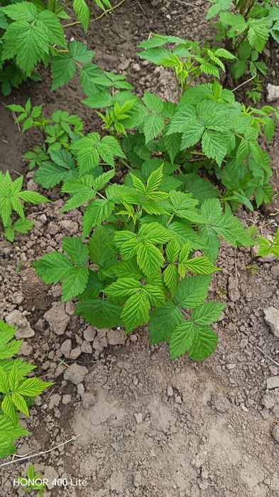 Малина рассада дом и сад