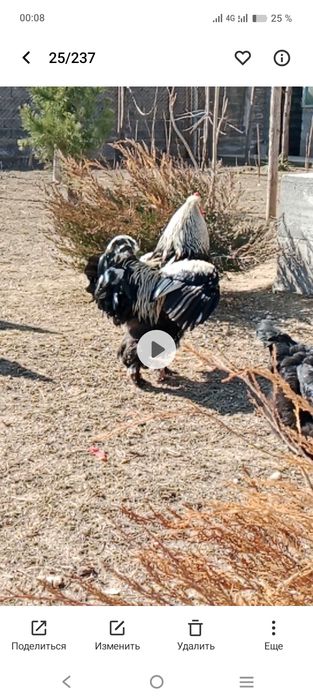 Тёмни брама 2 год