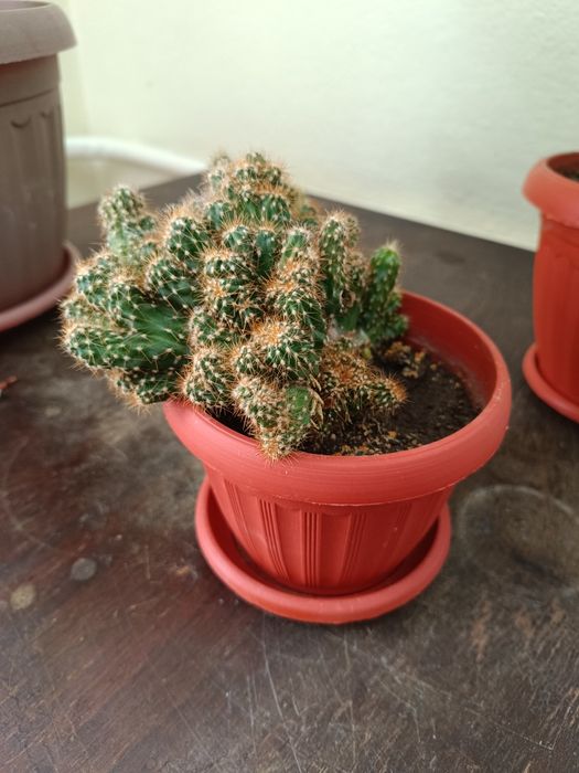 В горшке скалистый кактус