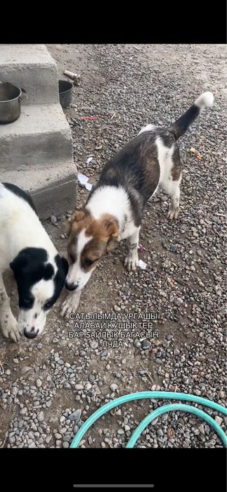 Собака алабай на продаже